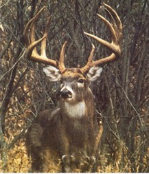 Dream Buck.jpg (26014 bytes)